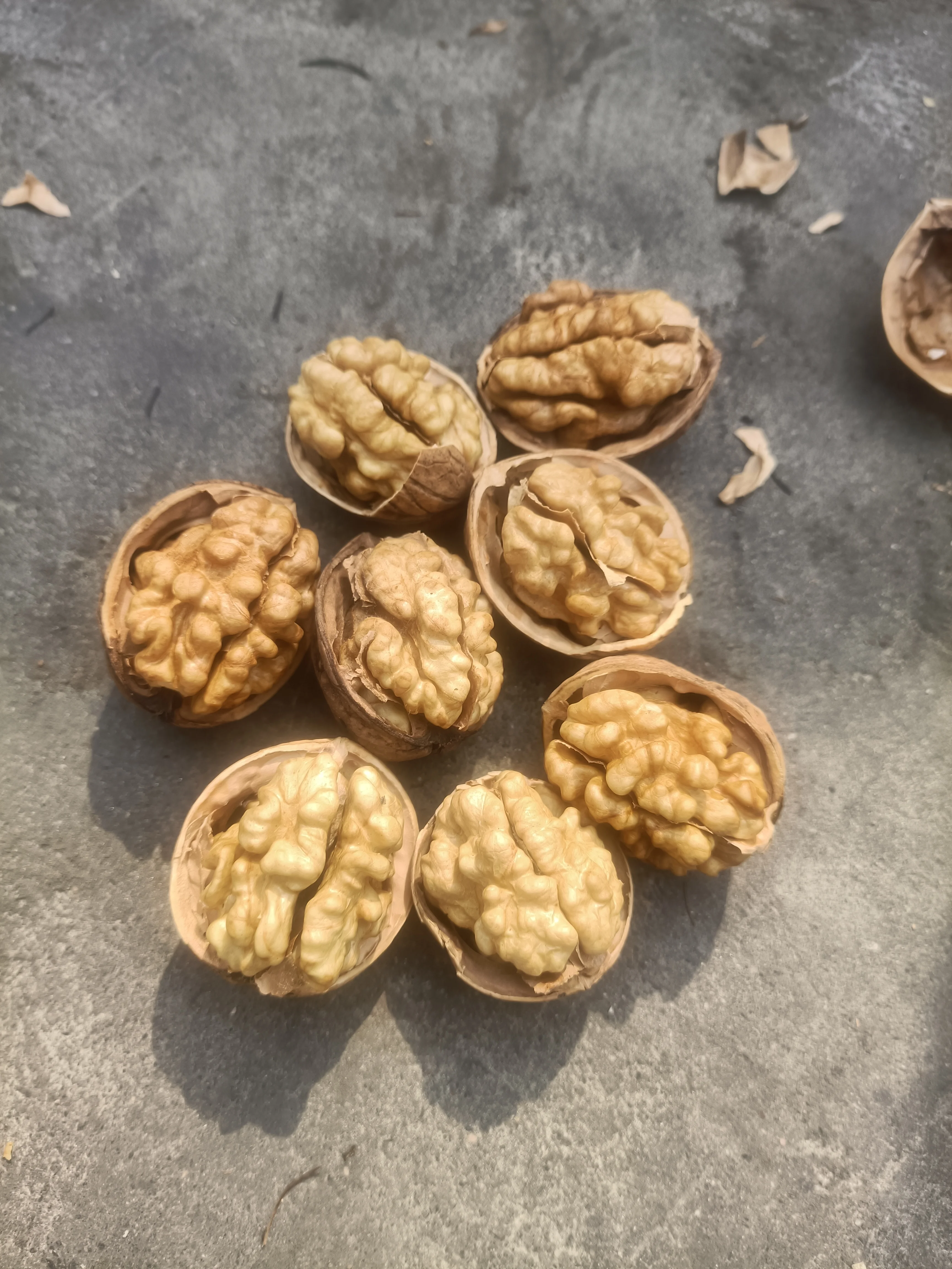 Hot Selling Chinese Xinjiang High Quality Washed  185 Shell Walnuts