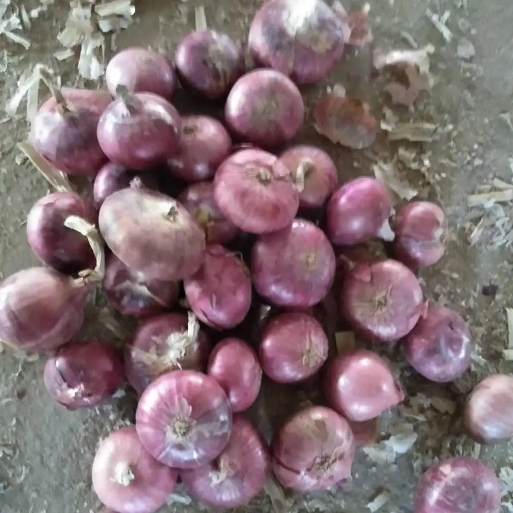 supply fresh red onion packing in 5kg/10kg/20kg mesh bag