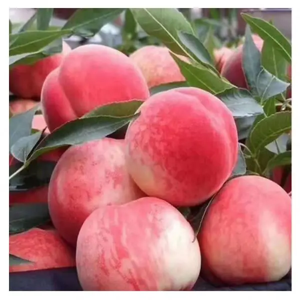 High Quality Security peaches price fruit Beijing no.7 sweet fresh peaches