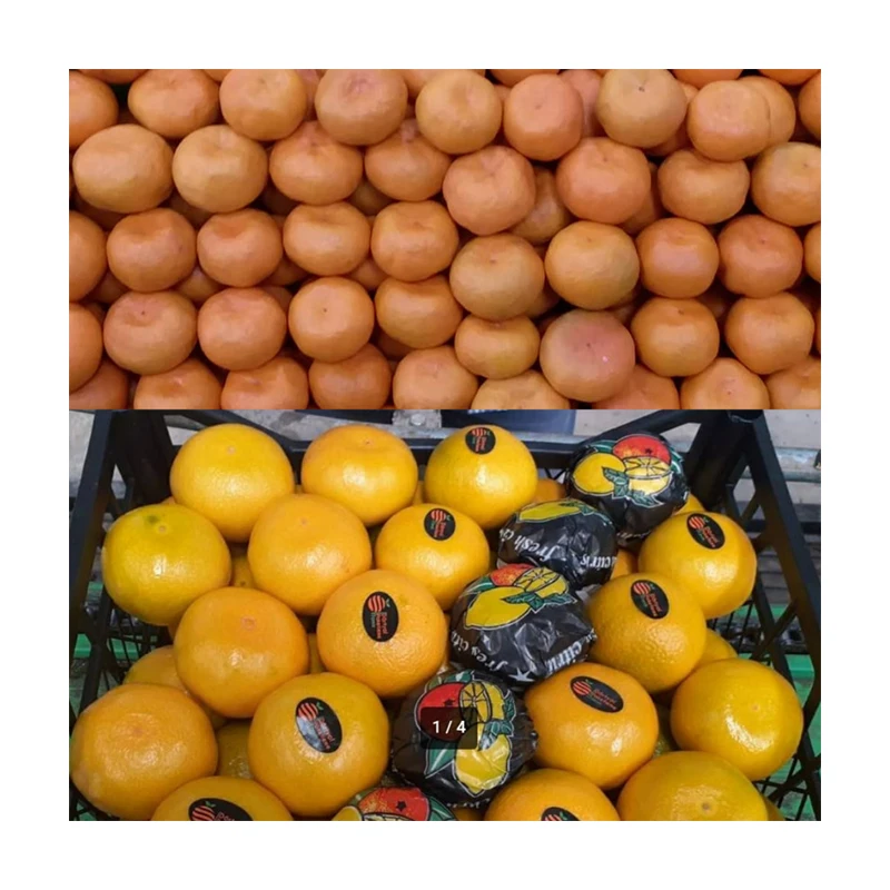 Fresh Seedless Tangerines Premium Style Weight Water Origin Type Size Grade Product ISO Fresh Fruit Place