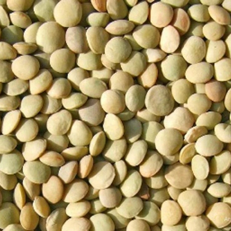 
red green lentils 