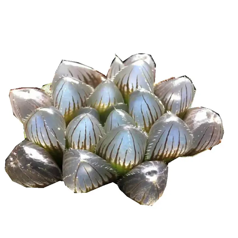 
Natural rare hotsellings Mini Succulent Haworthia obtusa 