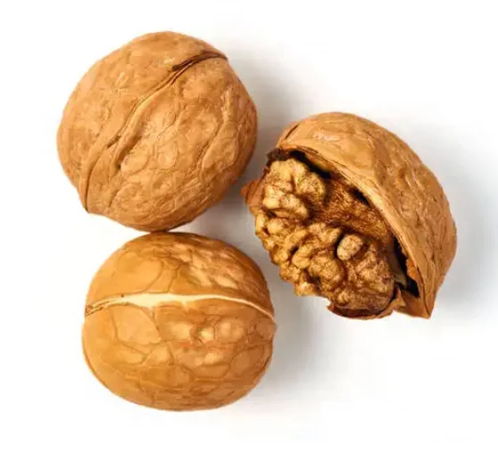 Wholesale Rich in Nutrition Walnut and Paper Shell Walnut from Xinjiang