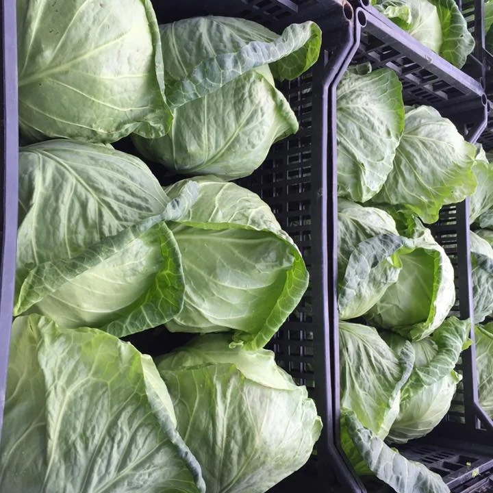 New Crop Chinese/china Fresh Cabbage Vegetables Good Quality Wholesale Low Price