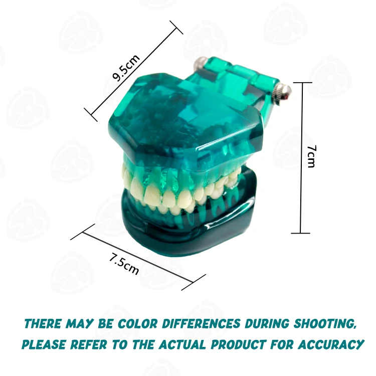 Medical science transparent dental teaching tooth model with nerves for medicine pathological tooth model