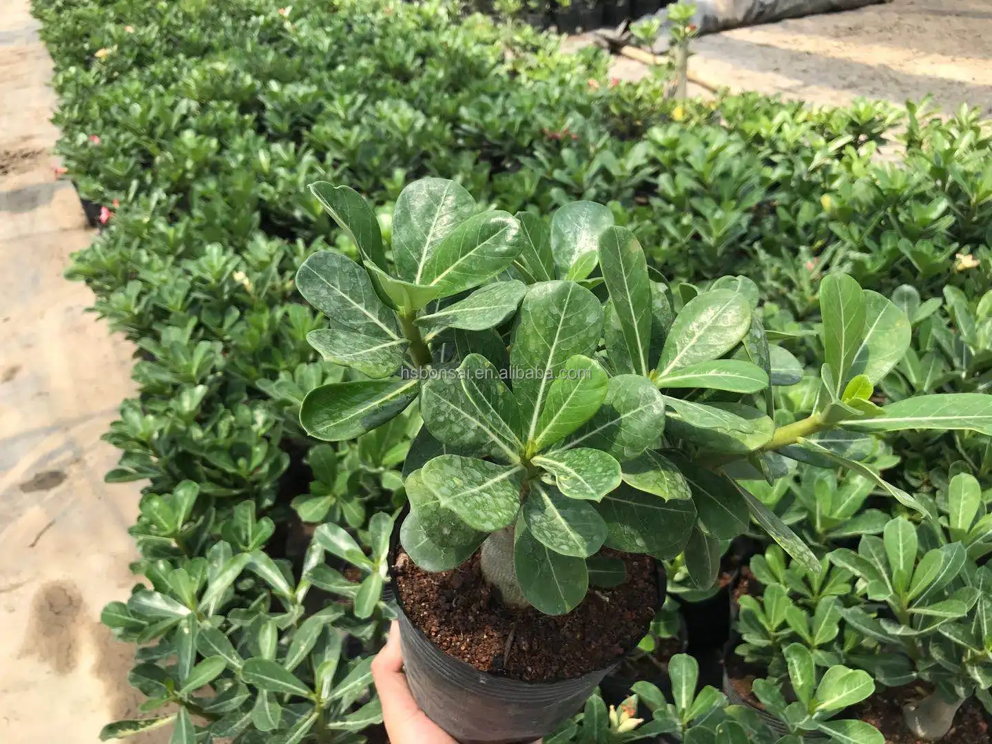 
Professional manufacture cheap foliage plants natural plants ornamental adenium abesum red flower 