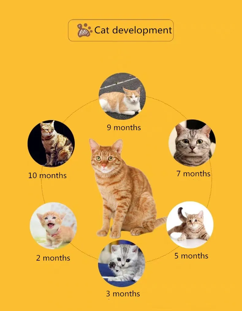 Высокий уровень белка, оптовая продажа, завод по производству сухой кошачьей пищи оптом