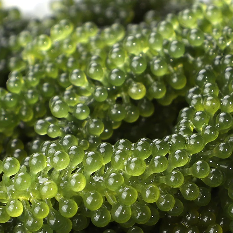 LONGEVITY DEHYDRATE LATO SEAWEED