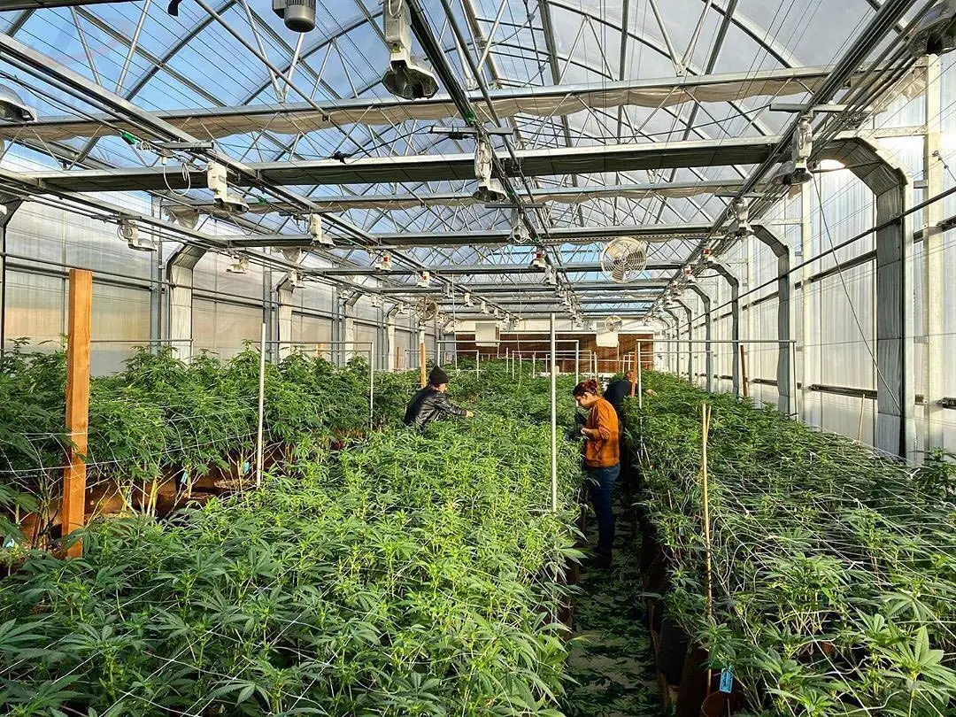 Tropical Wind Resistant Polycarbonate Shade House Fully Light Deprivation Blackout Mushroom Tunnel Pc Sheet Greenhouse