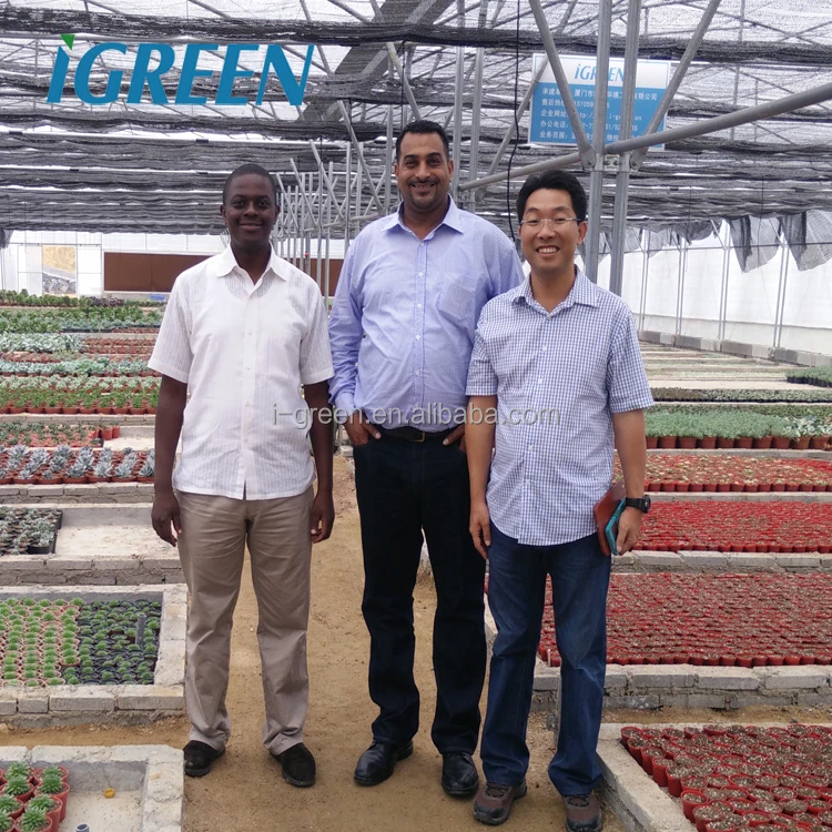 Commercial Vegetable Greenhouse with Rain Gutter Uv Plastic 200 Microns Agricultural Greenhouse Film Large Customizable Size