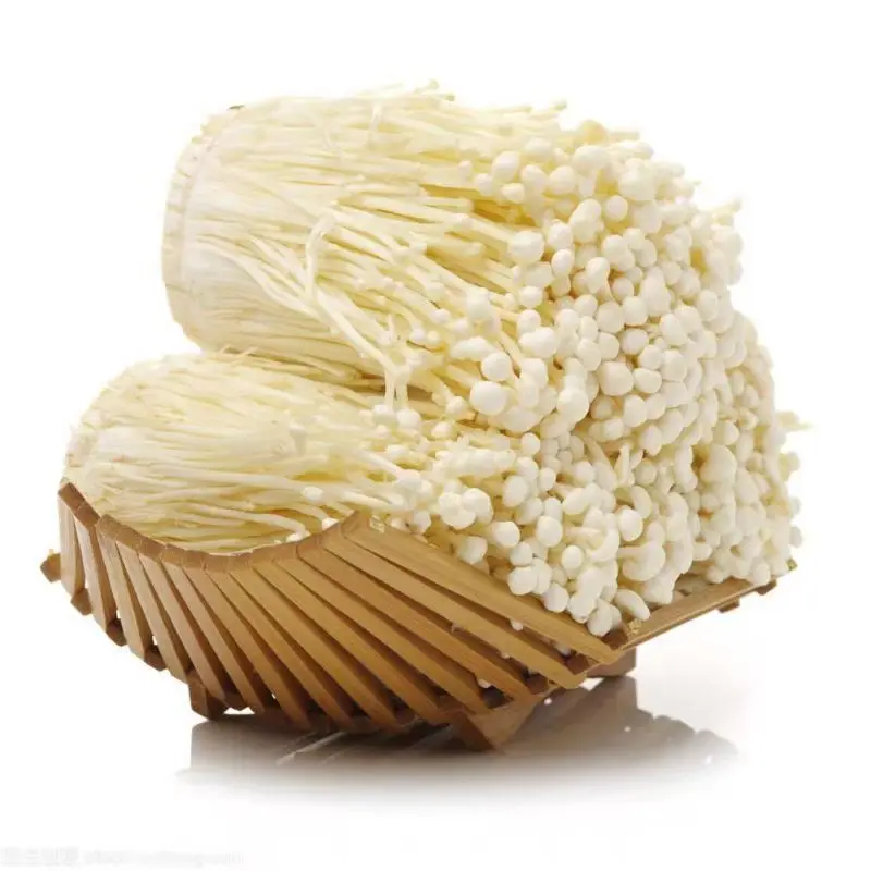 Canned Golden Mushroom for Asia market