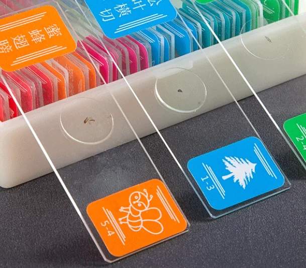 Микроскоп Bacillus subtilis smear приготовленные слайды