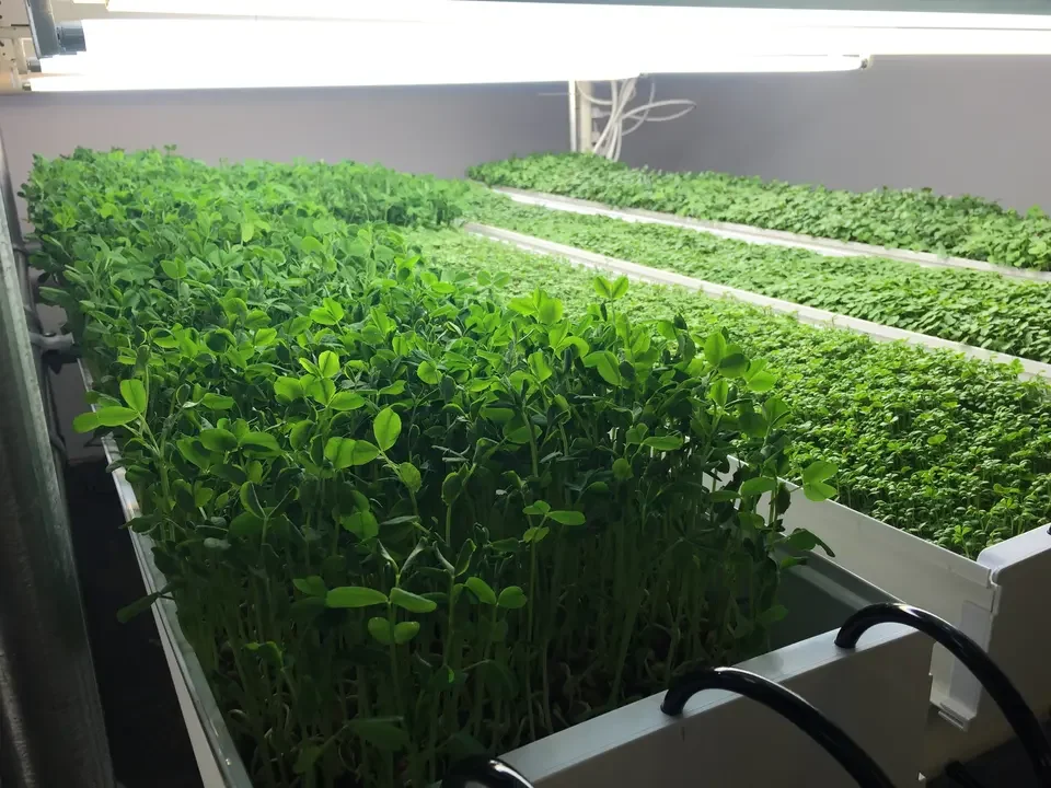 Factory Price Automatic animal fodder UPVC system/ hydroponic growing system with green trays