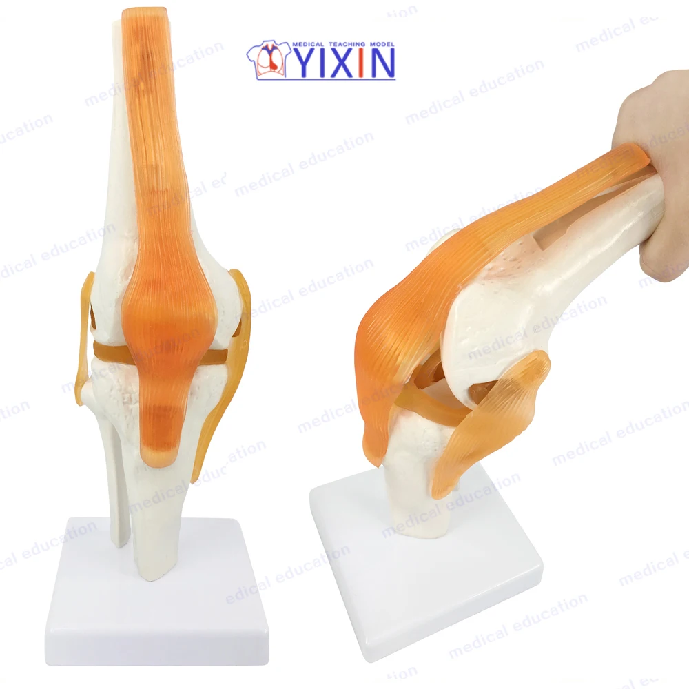 
Human Knee Joint Skeleton Model with Ligament Function Model for Medical Learning 