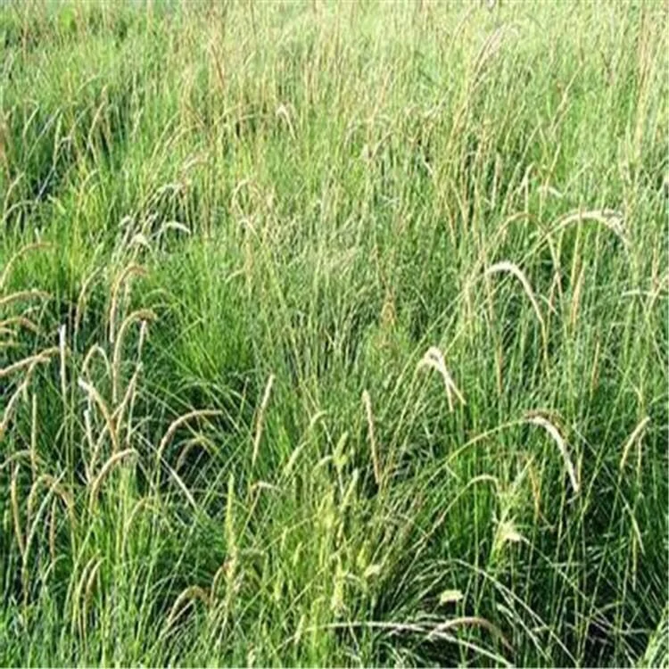 
suntoday POP Grasannua L. s Seeds Lawn for Growing Chinese Bag Top August Time Packing Packaging Pure Multi Shelf 