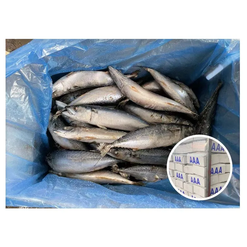 Pacific Mackerel Weight 200-300g Frozen Pacific Mackerel For Market
