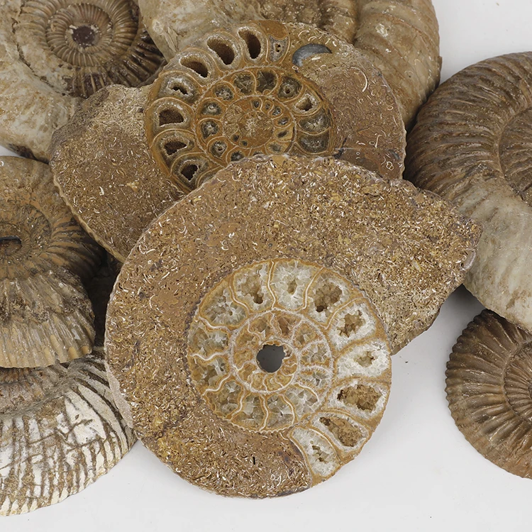 Wholesale 6-8cm Half-cut Large Ammonite Fossil Antique Fossils for Sale