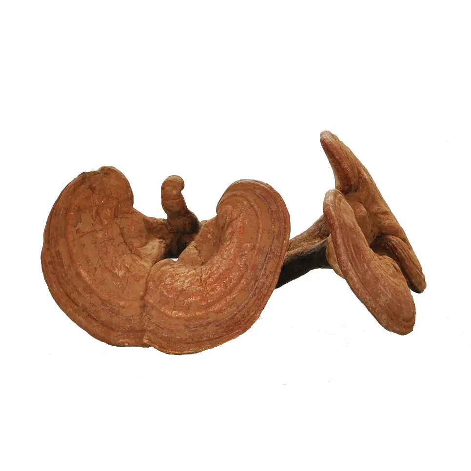 
New Product Chinese Herbal Ganoderma Lucidum Health Benefits Reishi Mushroom Lingzhi 