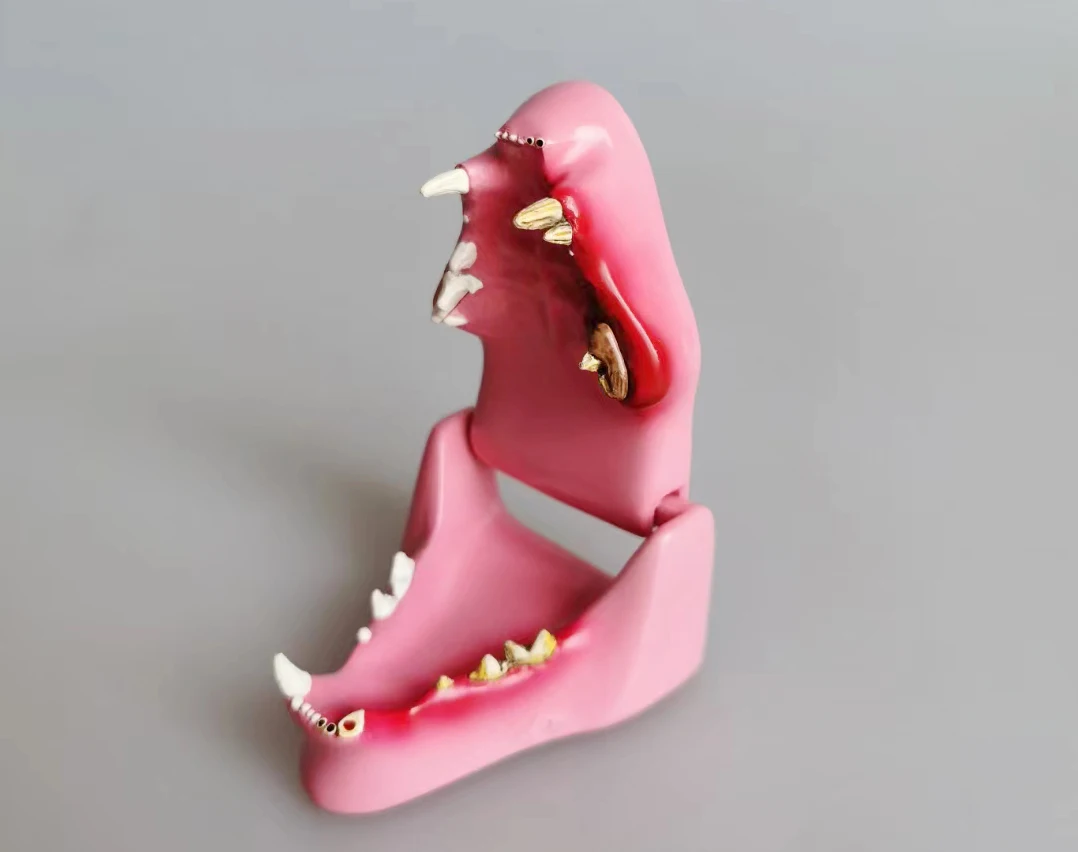 medical science plastic teaching and studying canine ear anatomical model