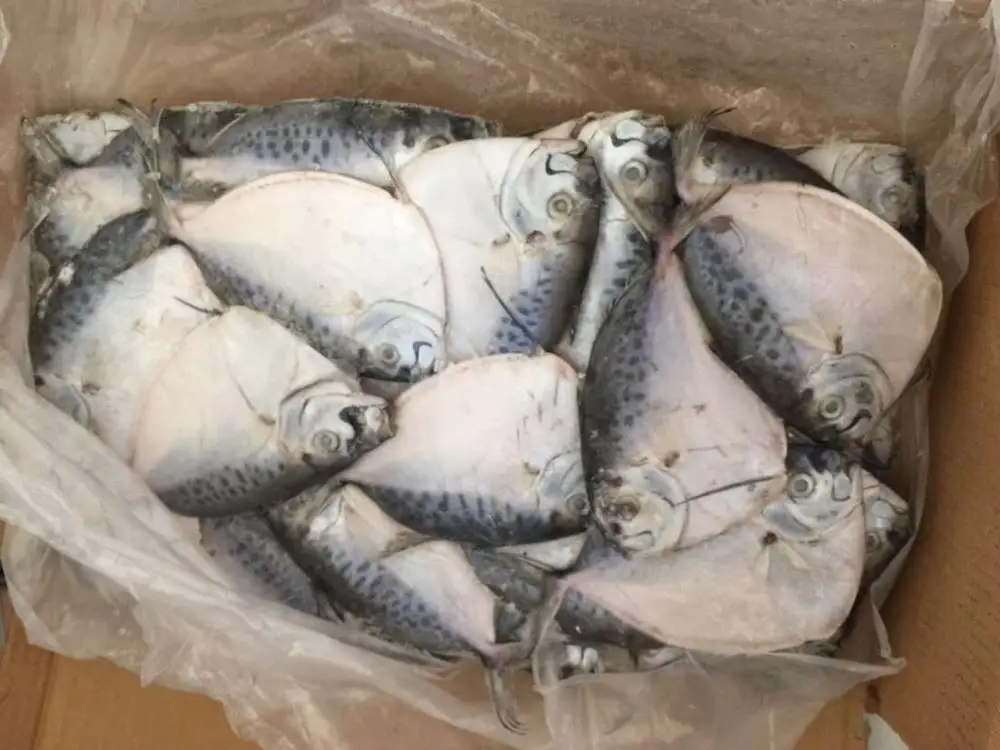 Frozen moonfish small size mene maculata fish