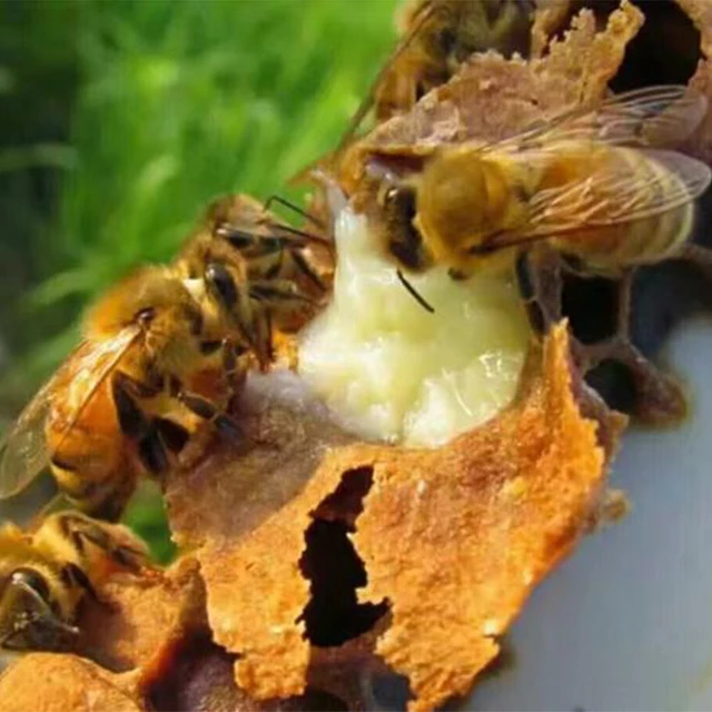 factory wholesale top quality royal jelly