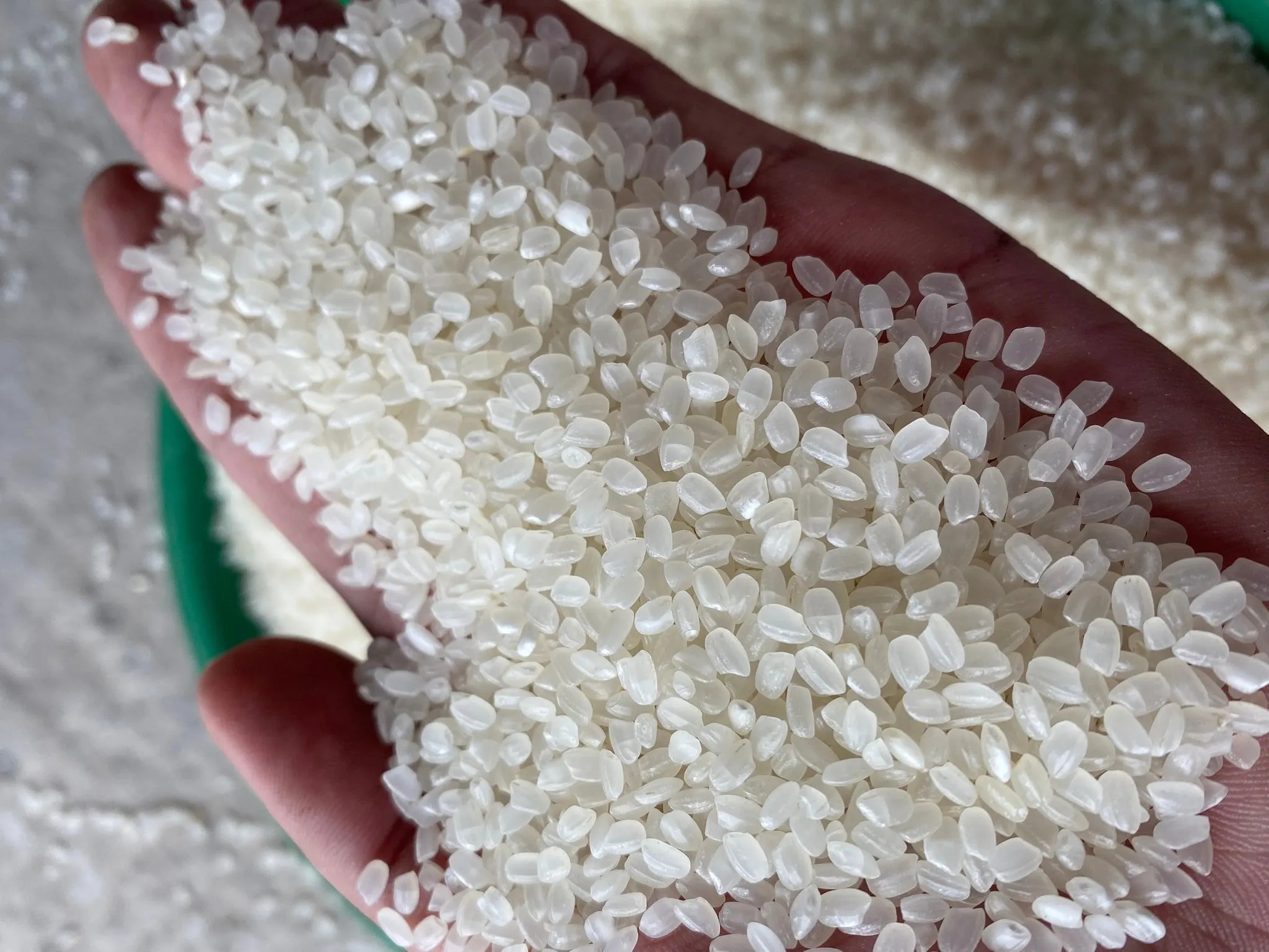 Japonica Arroz Japanese sushi rice with 3% broken Calrose Buyer Logo white rice delicious - whatsap 0084 989 322 607