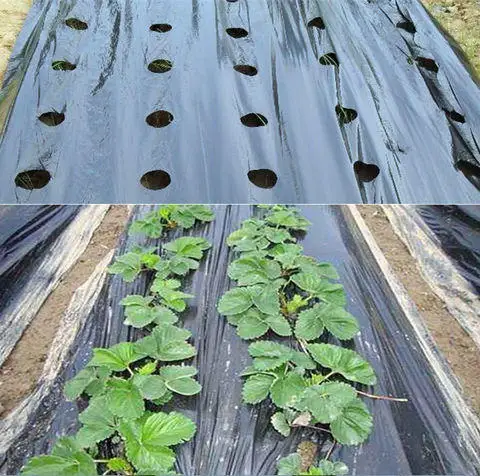 High Quality Customized UV-resistant Thermostatic PE Plastic Agricultural Mulching Film Protective Plastic Films