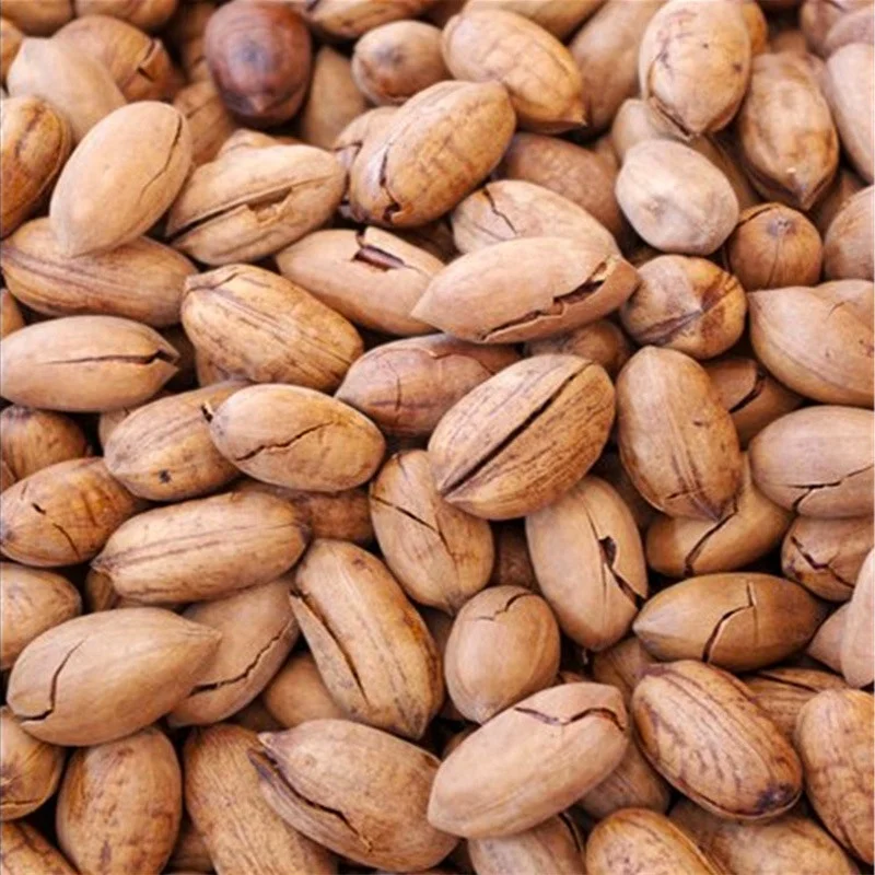 Low Price Wholesale 500g Pecan Pistachio Pecan Nuts Raw 100%Natural Pecan Nuts Dried Fruit