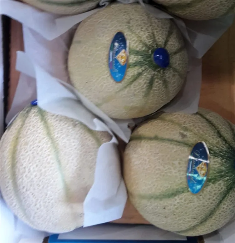 Italian Orange Pulp Musk Melon Fresh Fruits Fresh Melons