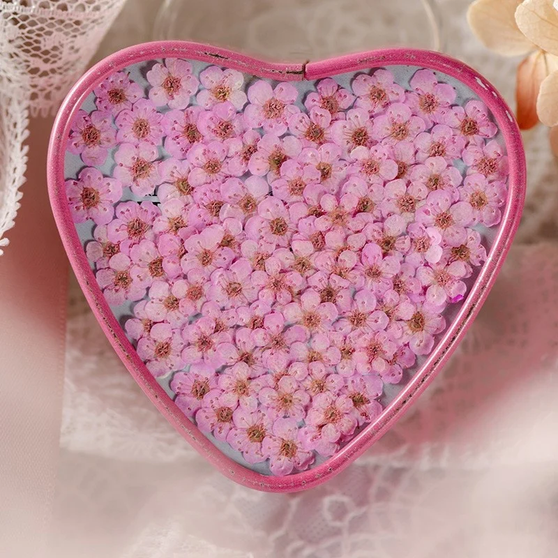 wholesale DIY material dry flower pressed Sorbaria sorbifoli flowers for resin Bookmark Jewelry and mobile phone case decoration