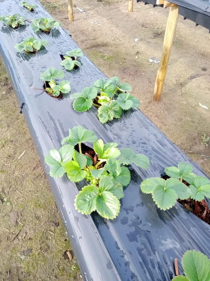 Agricultural Farmland Seedling Temperature Control Vegetable Plastic 1*400m Silver Black Mulching Film