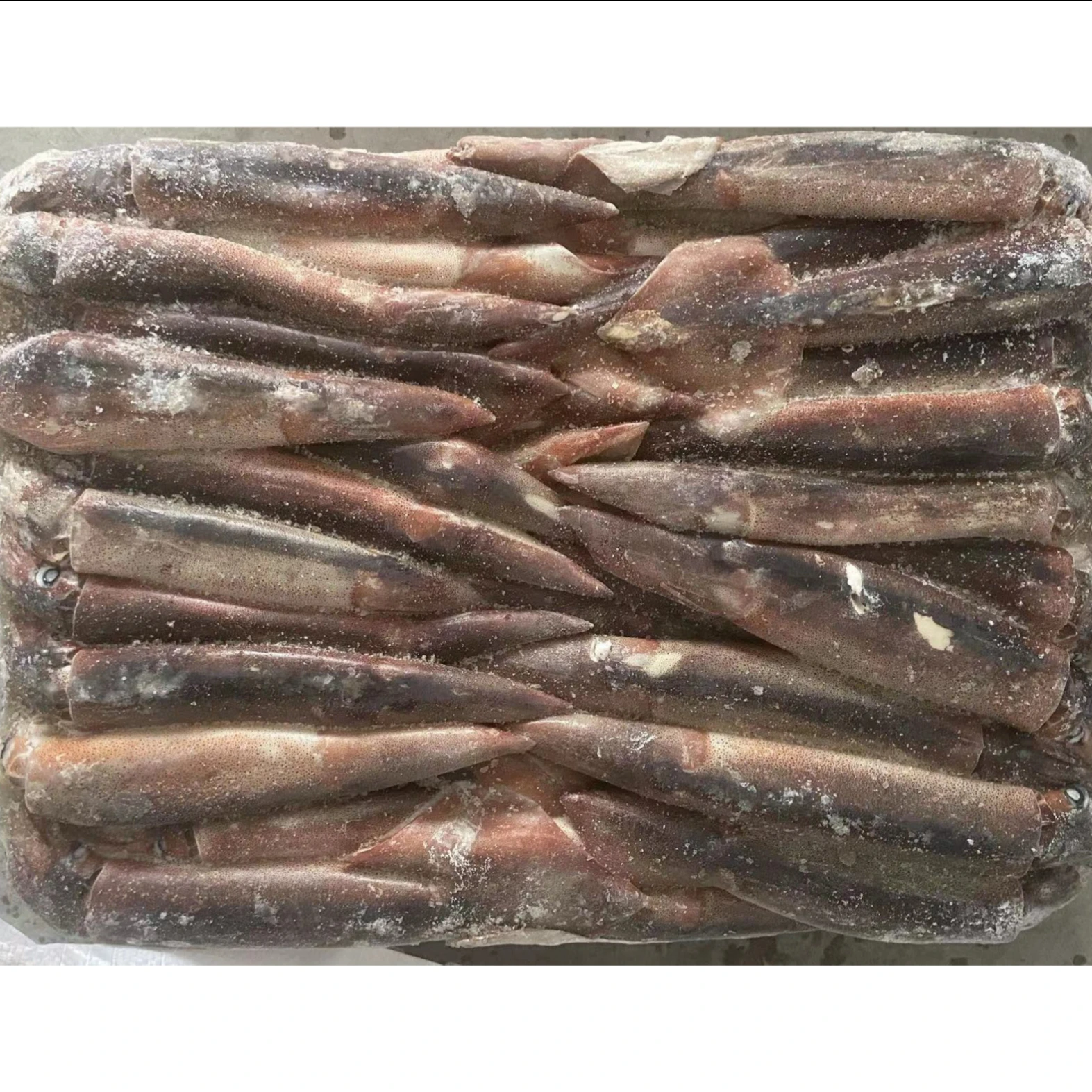 Frozen Illex Squid - Whole Round  - Factory Partner