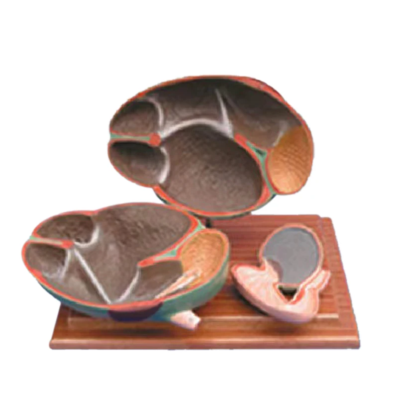 Cow stomach  Anatomy Medical Anatomical  detachable cattle animal educational model