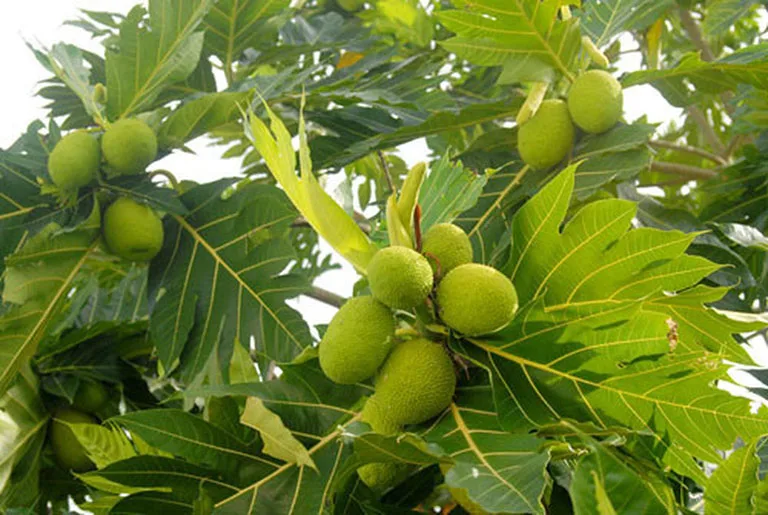 ATL GLOBAL -  Fresh Bread fruit with high quality from Vietnam( Whatsapp: +84975262928, Helen)