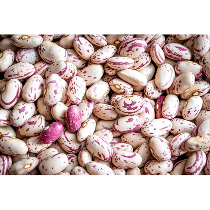 Moisture 15% Max Grains Health Newest Crop Food Long Shape Round Ship Round Light Speckled Kidney Pinto Beans