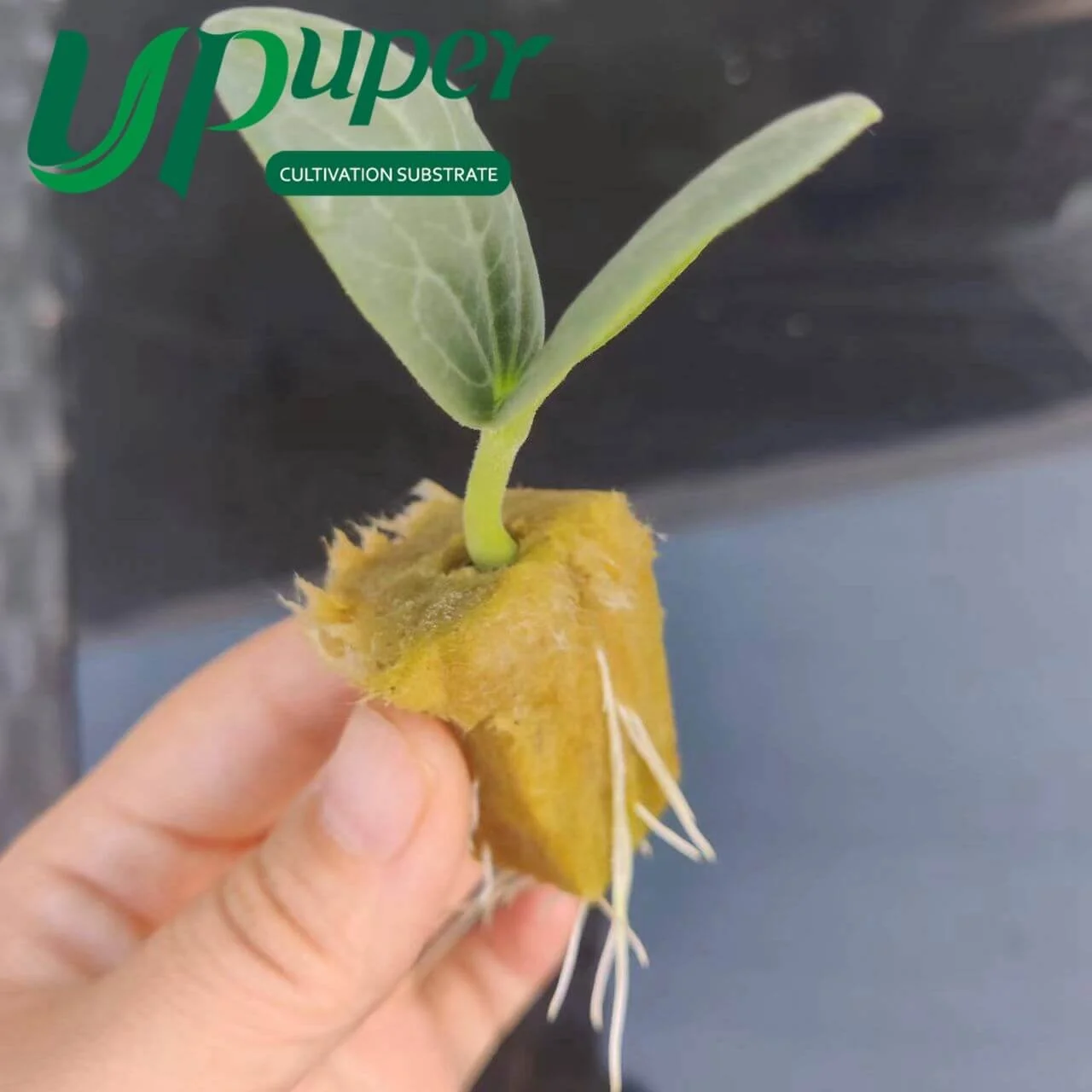 Upper гидропонный клон коробка гидропонная каменная вата стартер кубики для