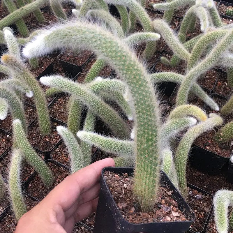 
Wholesale succulent plant lmixed color flowers monkey tail cactus Ornamental Woody Plants cactus or cactus plants live natural 
