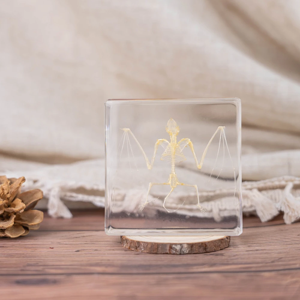 Animal Specimen Real bat turtle embedded skeleton embedded Learning Resource Resin Specimen Clear Transparency