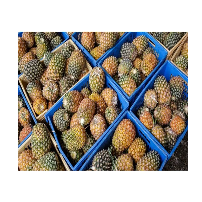 Fresh Fruit Pineapple Sourness Beautiful Golden Color Super Sweet Fruits Quality Fresh Pineapple