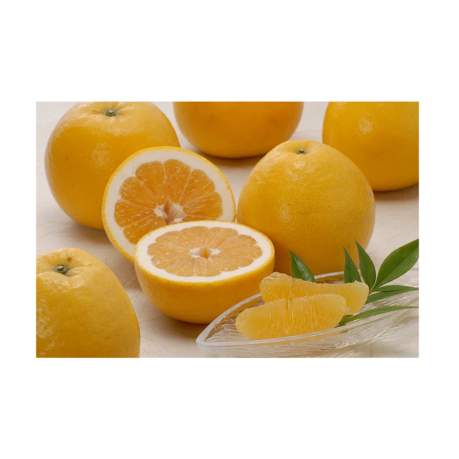 Japanese wholesale bulk fresh citrus sinensis with good quality