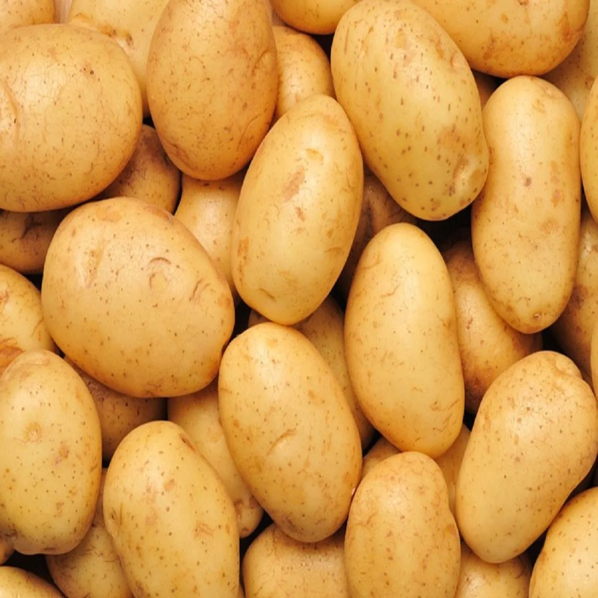 2021 Best Premium Quality Fresh Potato in a Wholesale price