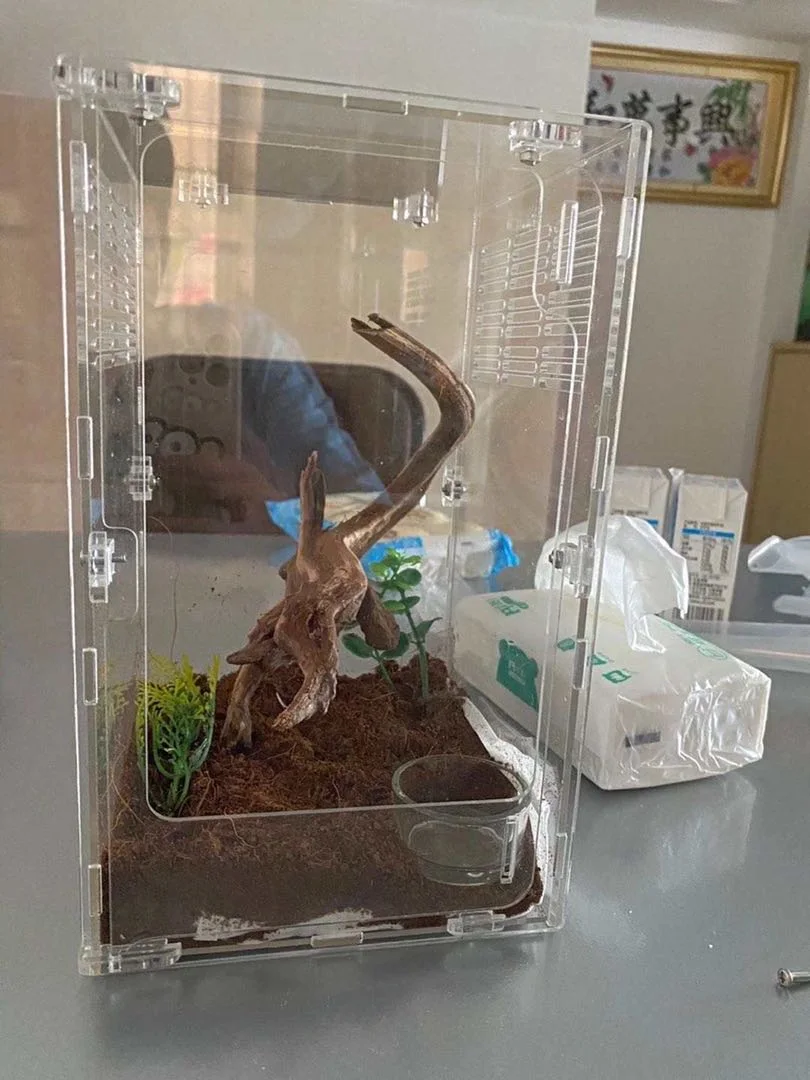 2020 New Design High Quality Paste Acrylic Mantis Cage Breathable Leisure Reptiles Cage