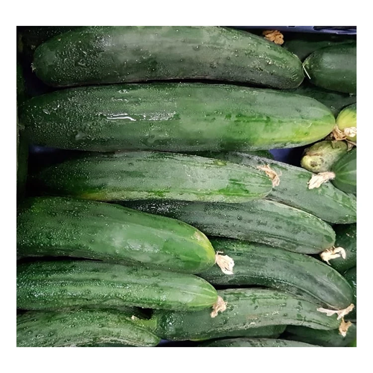 
Italian High Quality Fresh Vegetable Green Fresh Cucumber 