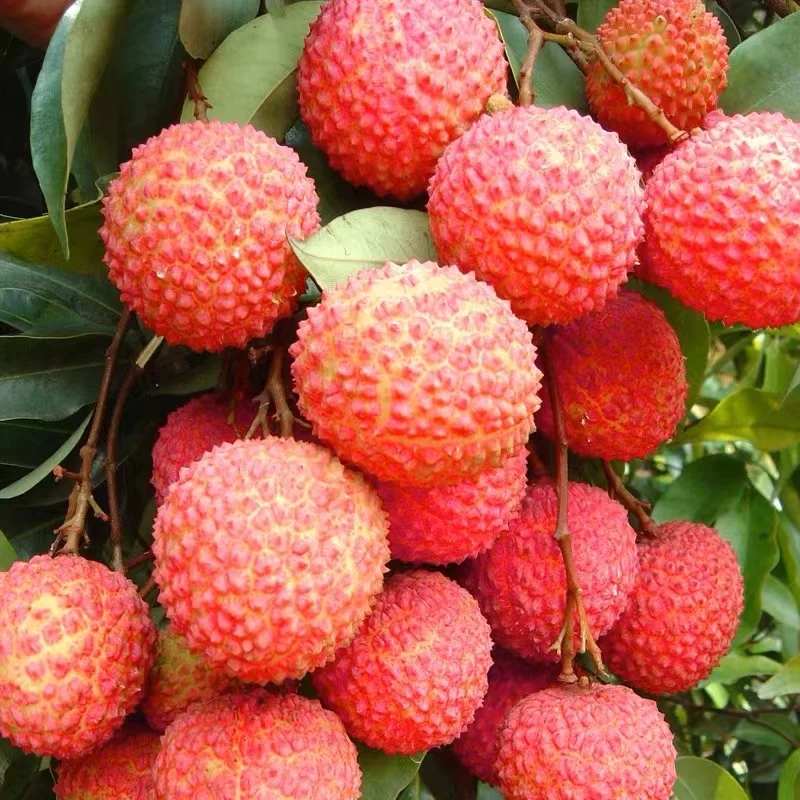 Hot sale fresh fruit sweet lychee/litchi/lichee