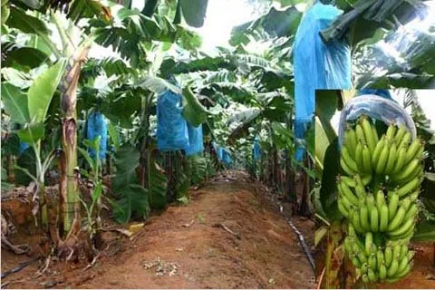 
Anti-UV PP Non Woven Fabric Fruit Cover/Banana Bags 