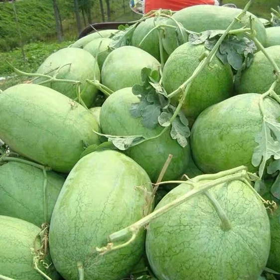 Китайские гибридные семена арбуза Charleston F1 для посадки с высокой степенью прорастания