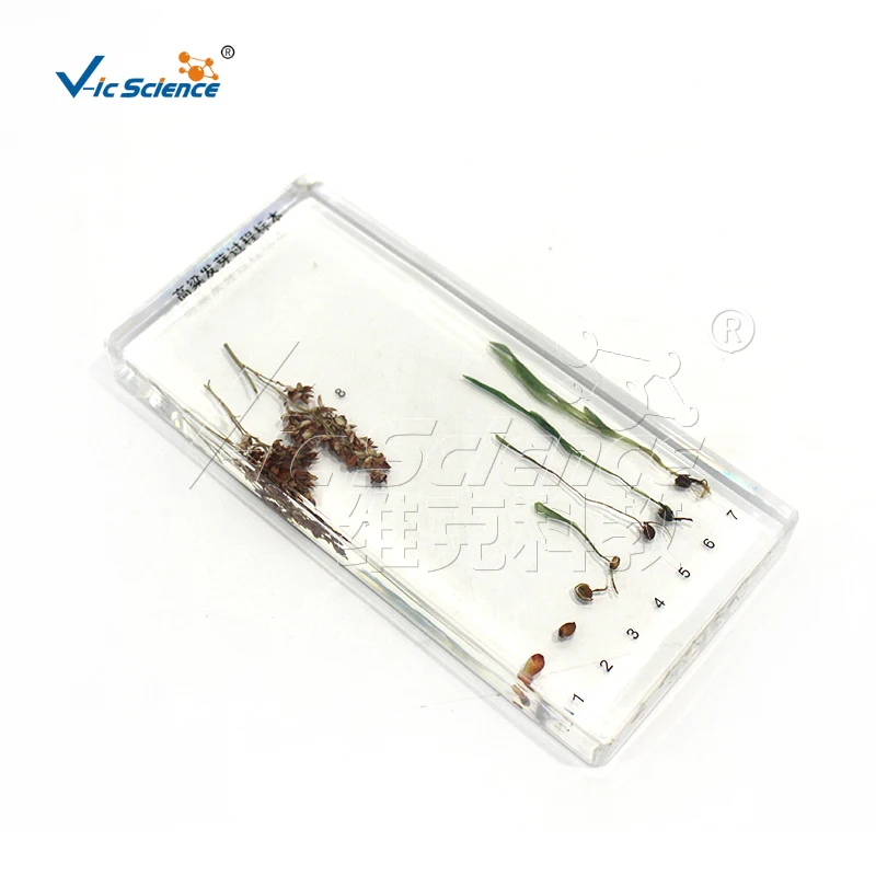 sorghum germination process specimen teaching specimens plant specimen teaching equipment for primary and secondary schools