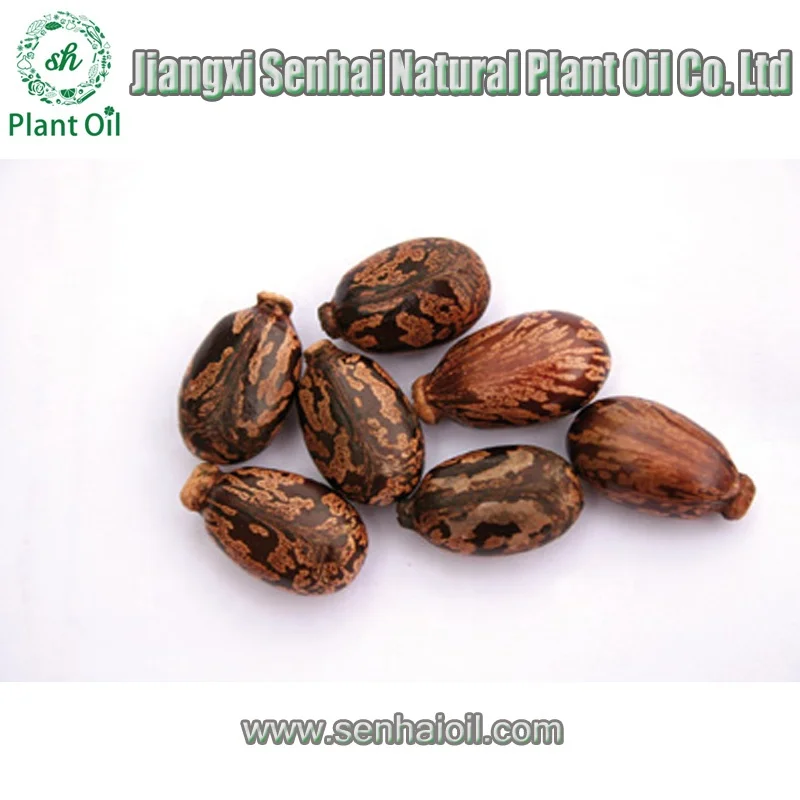 China Best Manufacturer Castor Oil Manufacturers Supply Best Castor Seed Price Black Castor Oil