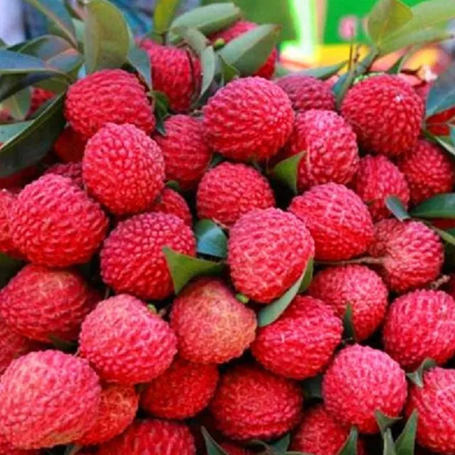 Very popular of fresh Hainan seedless litchi and seedless lychee