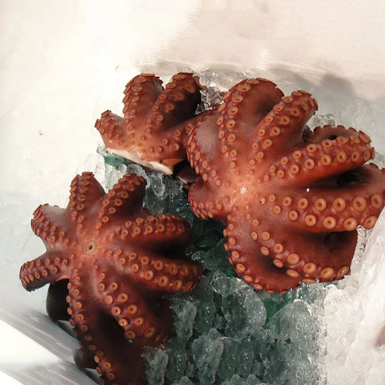 Frozen Octopus Baby Kite Octopus Fresh Frozen Octopus Frozen